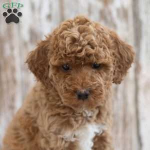 Harmony, Mini Labradoodle Puppy